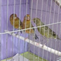 قناری22 تا نر وماده س