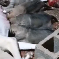پژدر