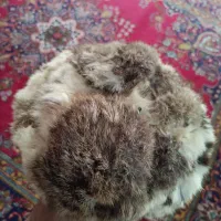 کلاه پشمی