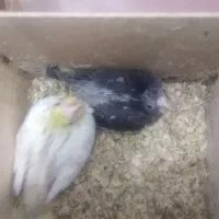 جوجه هلندی اهلی