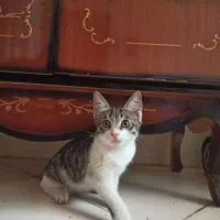 بچه گربه کاماین بچه گربهلا سالم