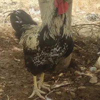 خروس درشت وسالم