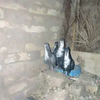 کفتر جفتی توافقی
