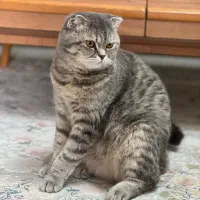 گربه|گربه|سمنان, |دیوار