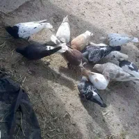 کبوتر