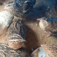 بلدرچین زنده وپرکنده هم تخم و هم جوجه تحویل درمحل