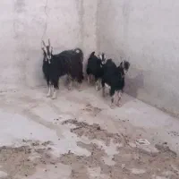 ۱ راس بز ۲ راس بزغاله