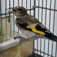 جوجه سهره