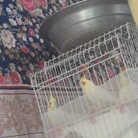 عروس هلندی ماده بالغ