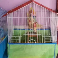 قفس پرنده