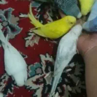مرغ عشق مولد