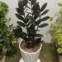 زامیفولیا ، سانسوریا ، یوکا ، فیلودندرون