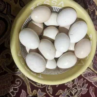 تخم مرغ محلی