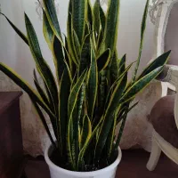 گل طبیعی سانسور یا لب طلایی