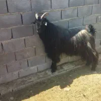 دوبر یا پازن
