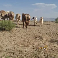 میش چینی|حیوانات مزرعه|زیرکوه, |دیوار