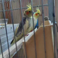 یک جفت عروس هلندی نر و ماده توی این روزها تخم...