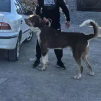 سگ پ ژدر