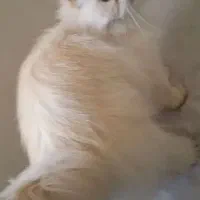 گربه