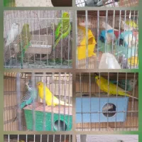مرغ عشق جفت و تک.اردک ماده.فنچ نرگسی.بنگالی.زبرا