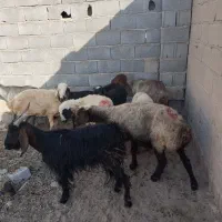 میش و بره و بز و کهره