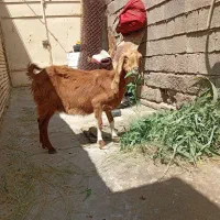 یک بزدارم بایک نرگوسفند کوچ