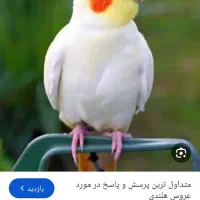 عروس هلندی