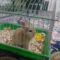 جوجه خرگوش لوپ