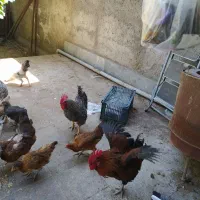 مرغ تخمگذار