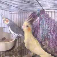 عروس هلندی