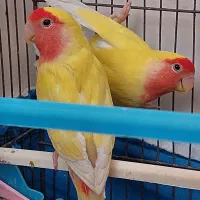 کوتوله مولد معاوضه دارم