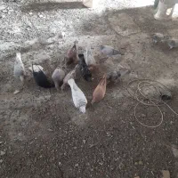 هفرنگ خطی