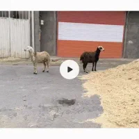 بره ماده پلنگی