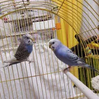 یک جفت مرغ عشق نر و ماده