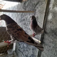 یک جفت سرور پرشی با جوجه دونسته