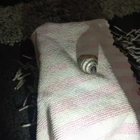انگشتر اوپال سیاه