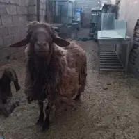 گوسفند کیلوی ۶۰۰ نقدی نژدار