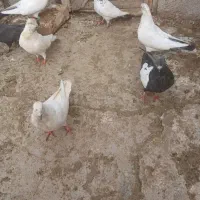 کفتر|پرنده|فامنین, |دیوار