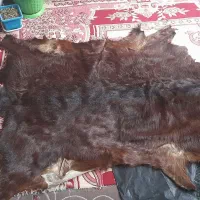 پوست بز بزرگ خوش رنگ وتمیز  واسه دکور