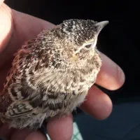 سهره|پرنده|رشت, رودبارتان|دیوار