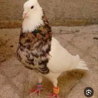 گرو خرید فروش کبوتر