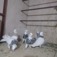کبوتر سخنگو
