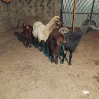 گوسفندبره دار
