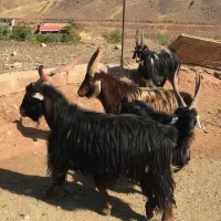 سه راس نربز جلوکش(خلو)