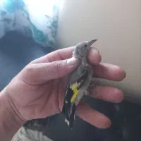 جوجه سهره دورگ دونه ۱۸۰۰تومن