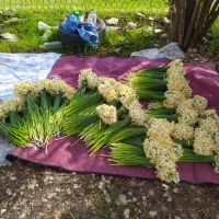 اجاره باغ گل نرگس