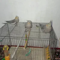 جوجه عروس خانگی، ۳ و ۶ ماهه