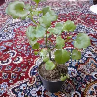 گل وگلدان