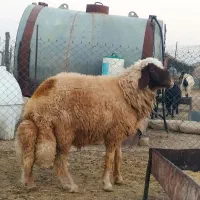 قورچ داشتی جوان و خوش استیل