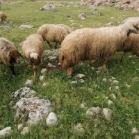قوچ سنجابی